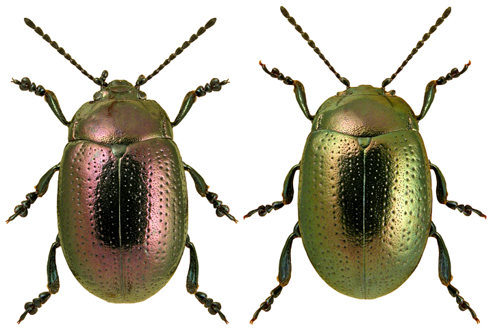 Chrysolina cuprina